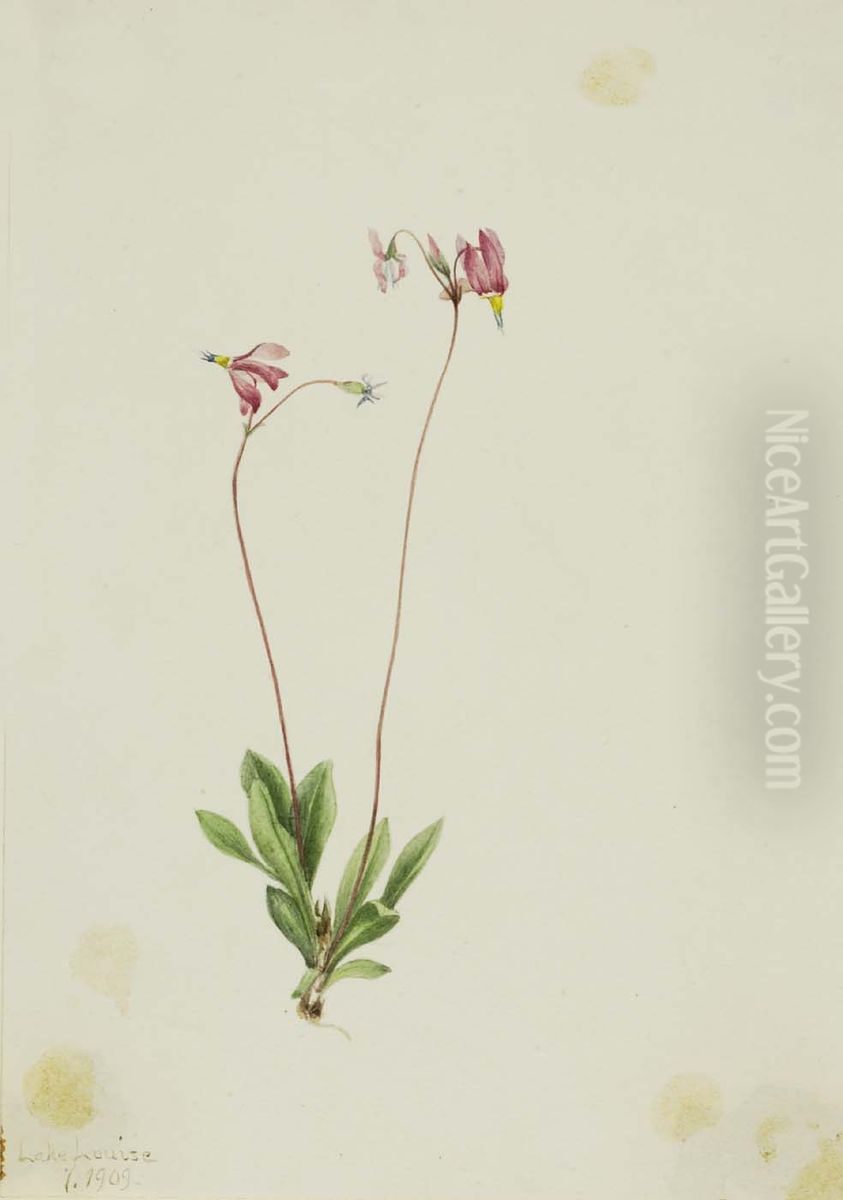 Slender Shootingstar (Dodecatheon pauciflorum) Oil Painting by Mary Vaux Walcott Slender Shootingstar (Dodecatheon pauciflorum) Oil Painting by Mary Vaux Walcott