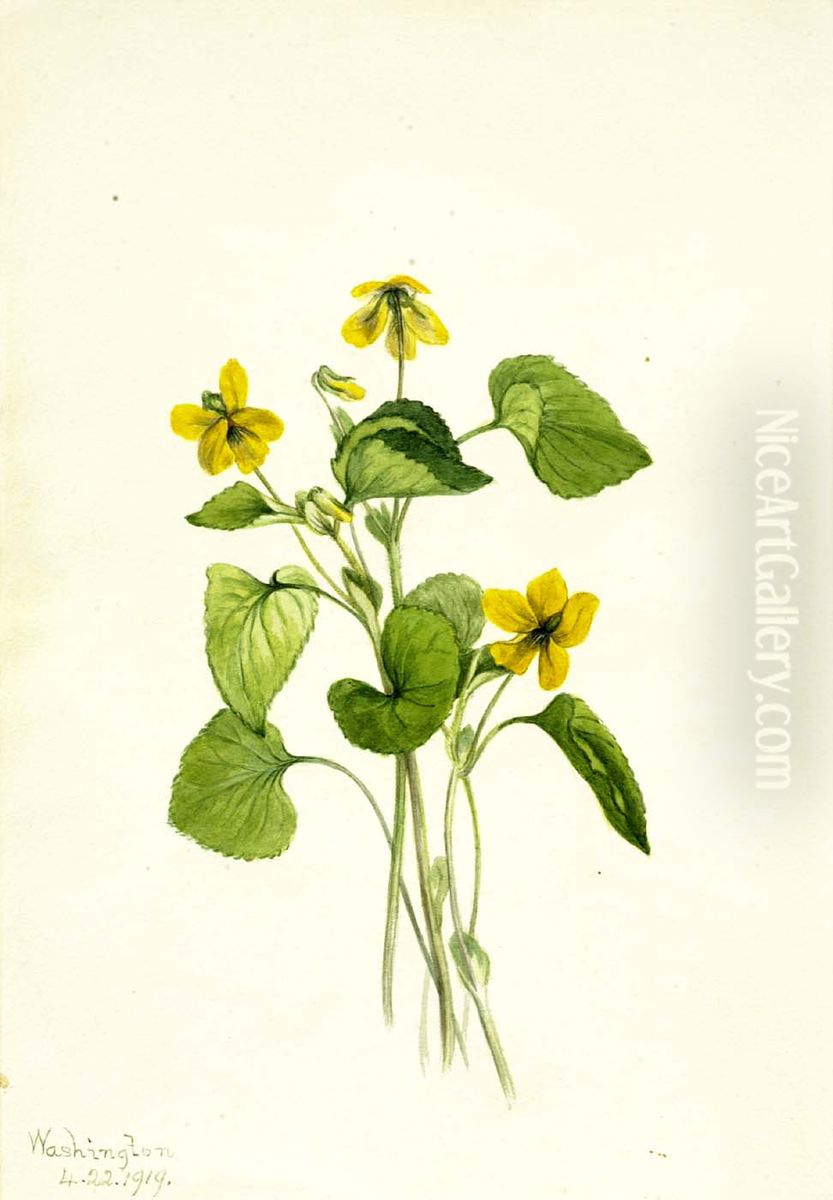 Smooth Yellow Violet (Viola eriocarpa) Oil Painting by Mary Vaux Walcott