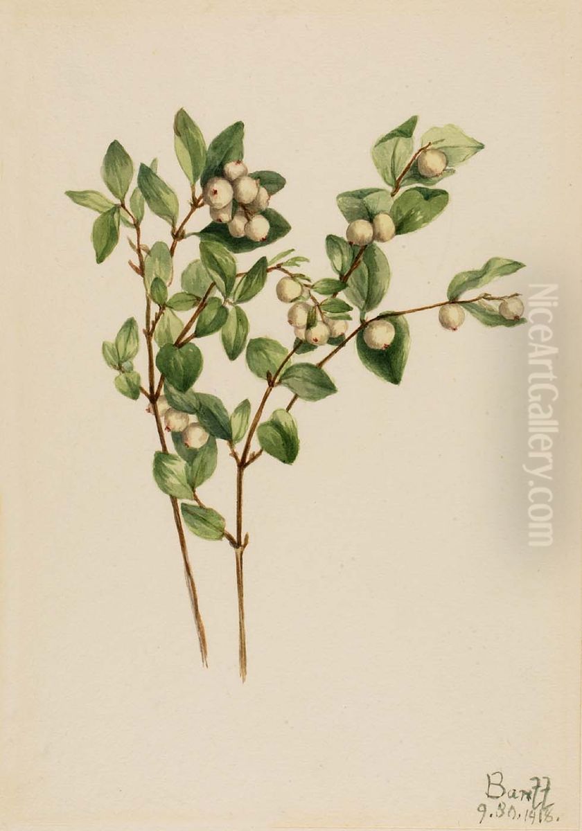 Snowberry (Symphoricarpos albus) Oil Painting by Mary Vaux Walcott