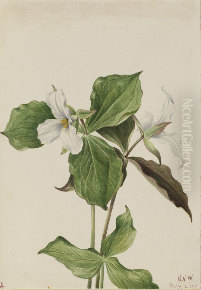 Large White Trillium (Trillium grandiflorum) Oil Painting by Mary Vaux Walcott