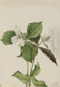 Large White Trillium (Trillium grandiflorum)