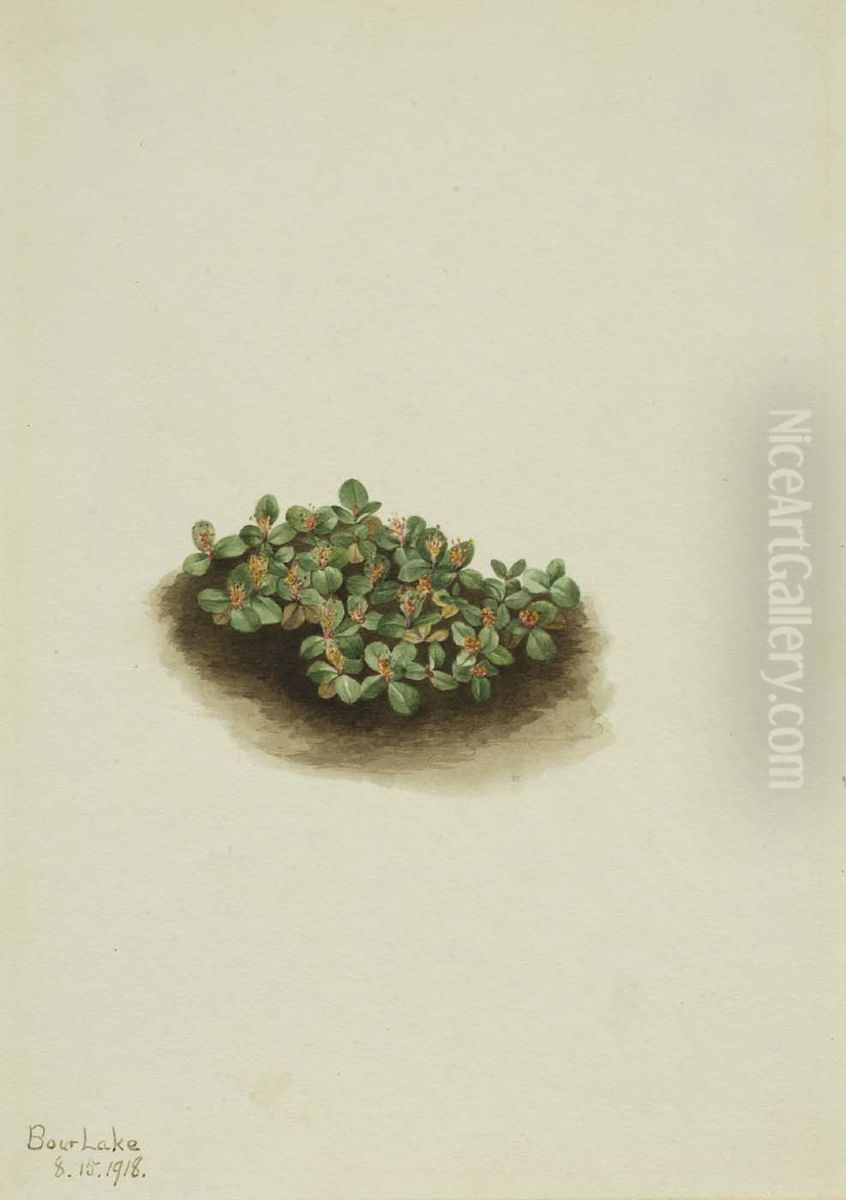 Snow Willow (Salix nivalis) Oil Painting by Mary Vaux Walcott