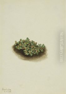 Snow Willow (Salix nivalis)