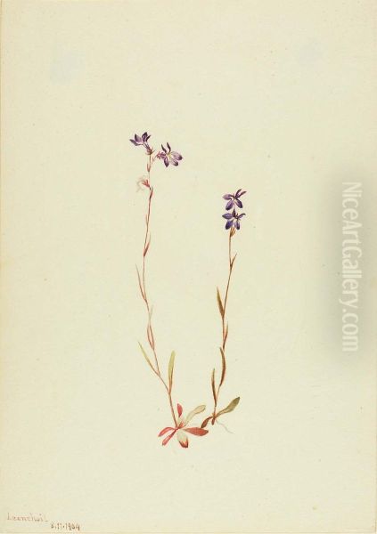 Lobelia Kalmii Oil Painting by Mary Vaux Walcott