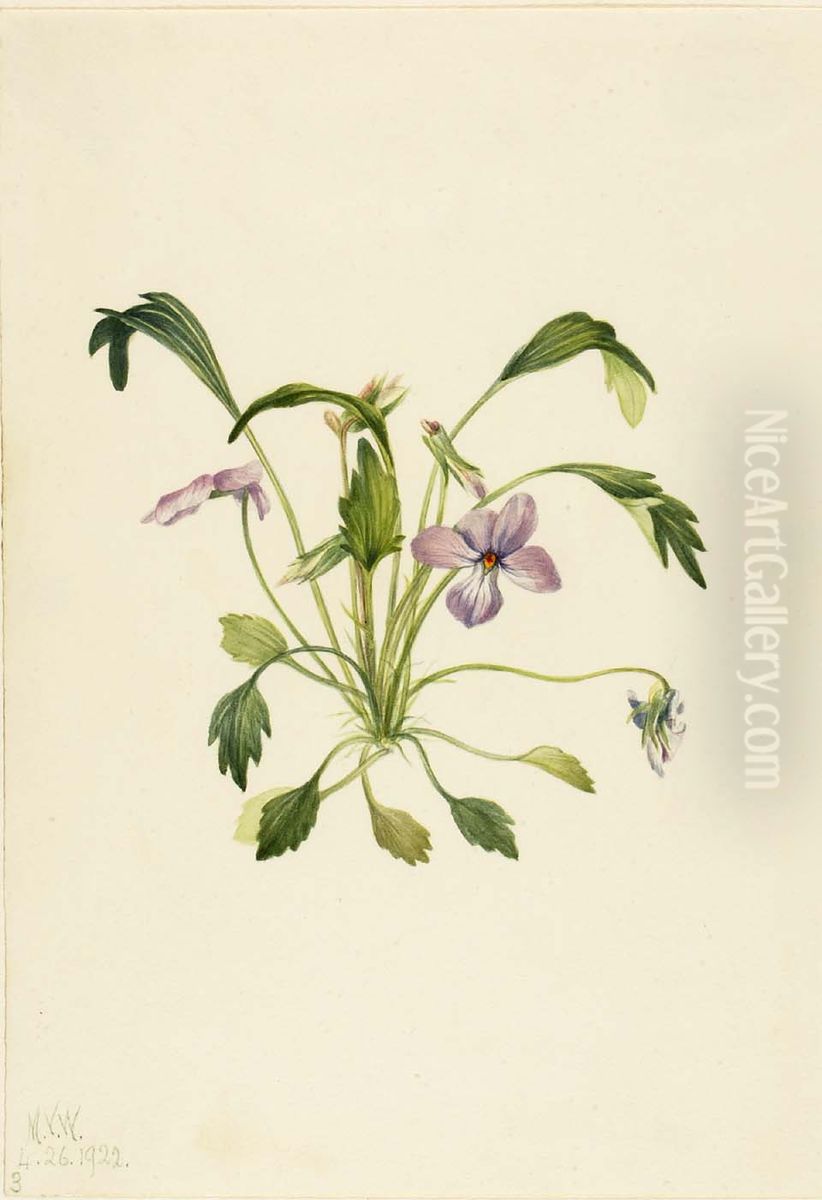 Southern Bird's Foot Violet (Viola digitata) Oil Painting by Mary Vaux Walcott