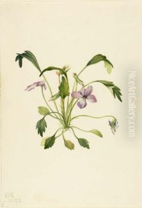 Southern Bird's Foot Violet (Viola digitata)