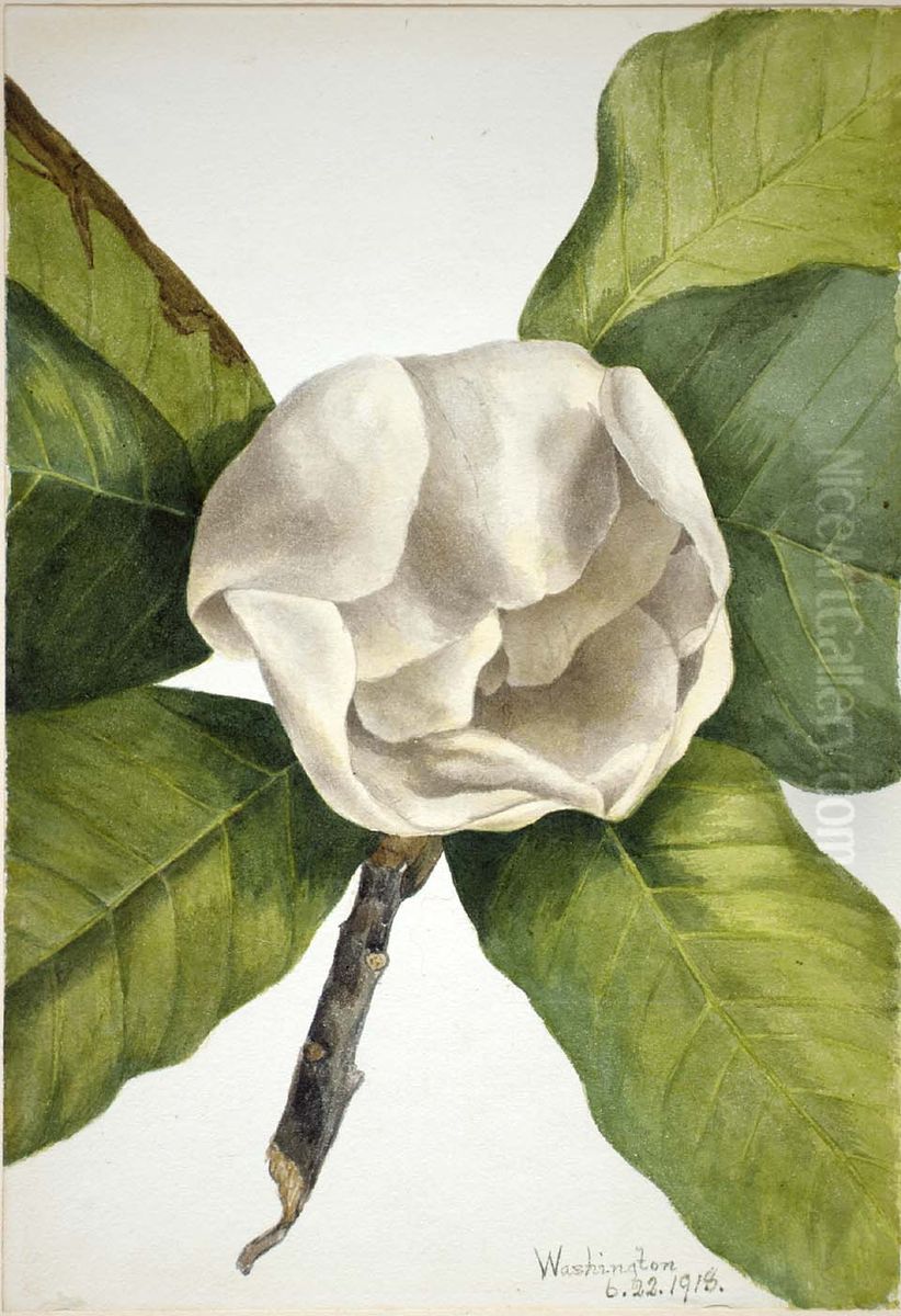 Southern Magnolia (Magnolia grandiflora) Oil Painting by Mary Vaux Walcott