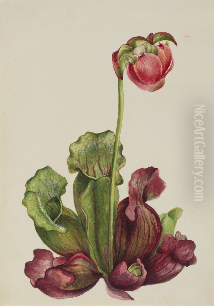 Common Pitcherplant (Sarracenia purpurea venosa) Oil Painting by Mary Vaux Walcott