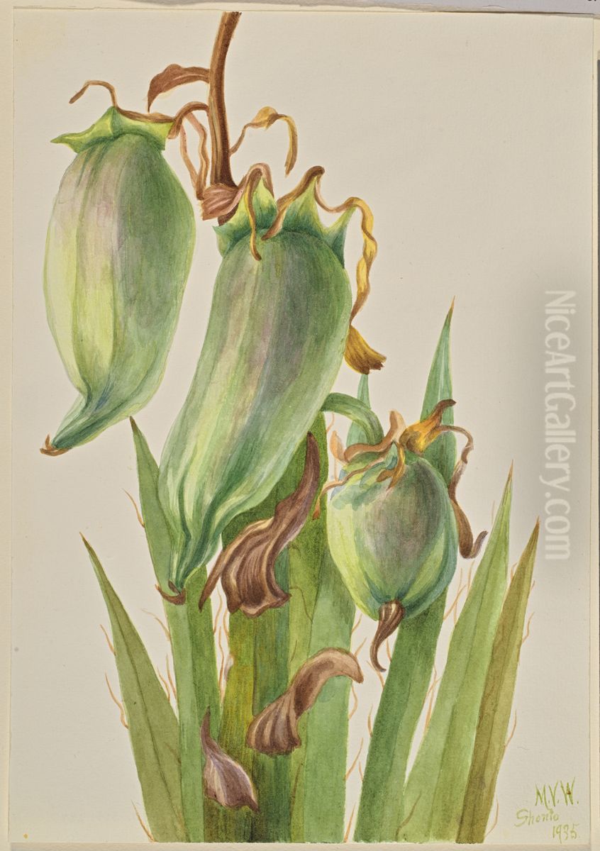 Spanish Bayonet (Yucca baccata) Oil Painting by Mary Vaux Walcott