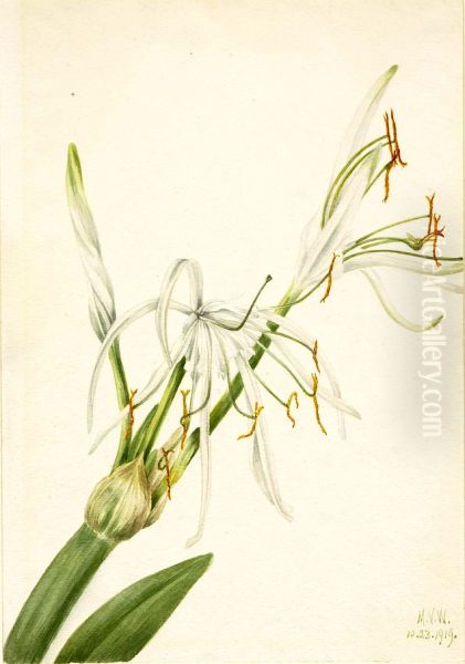 Spider Lily (Hymenocallis rotata) Oil Painting by Mary Vaux Walcott