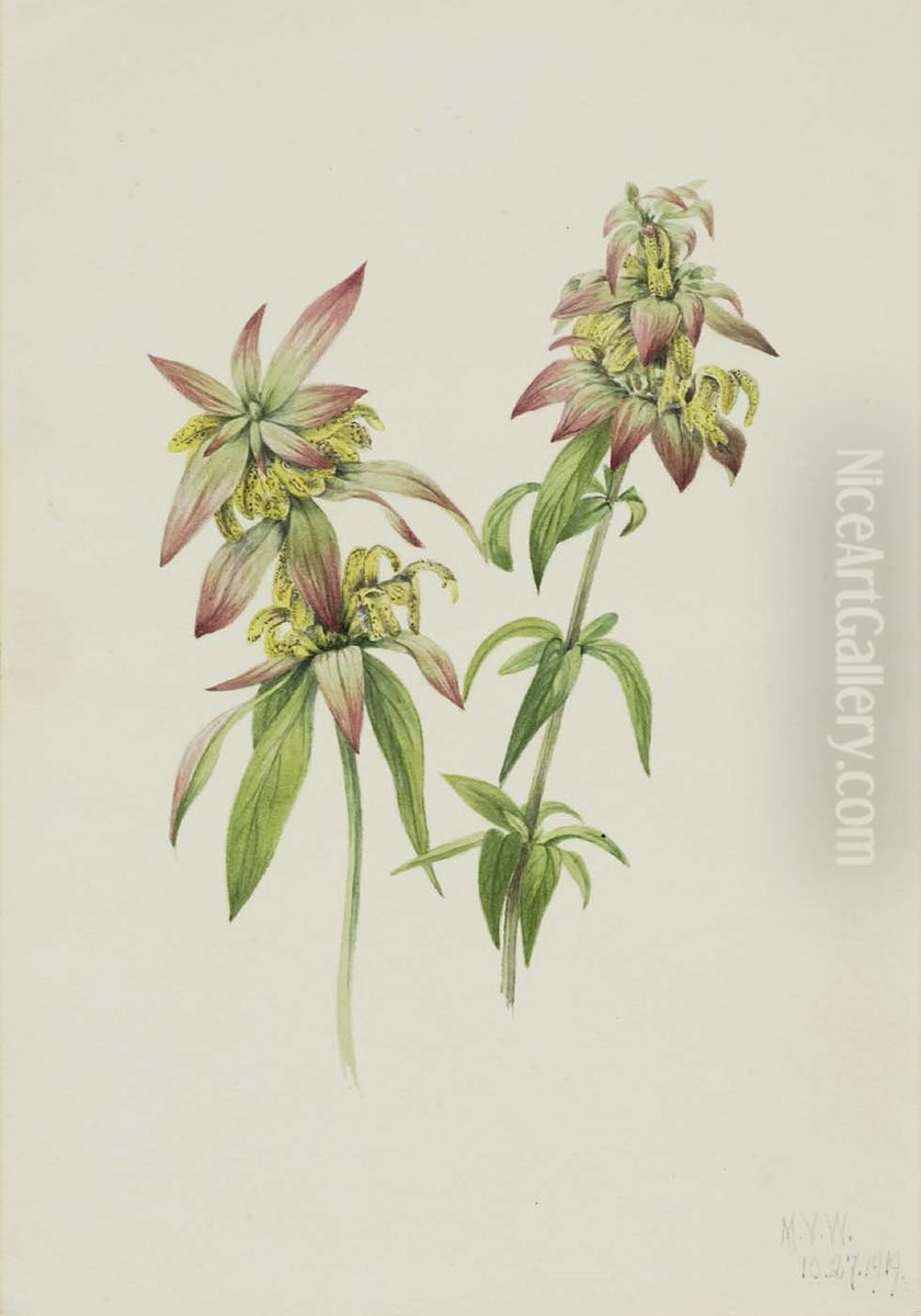 Spotted Bee Balm (Monarda punctata) Oil Painting by Mary Vaux Walcott