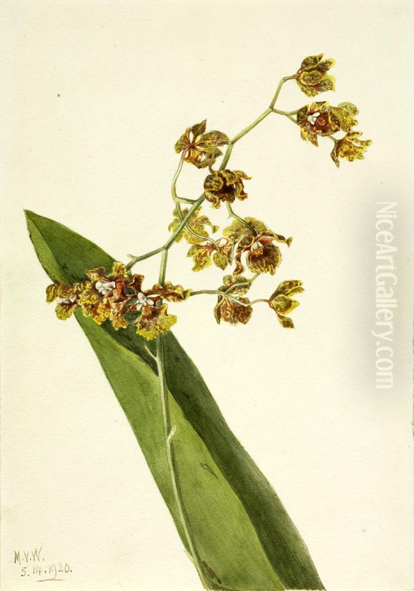 Spotted Cyrtopodium (Cyrtopodium punctatum) Oil Painting by Mary Vaux Walcott