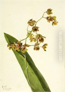 Spotted Cyrtopodium (Cyrtopodium punctatum)