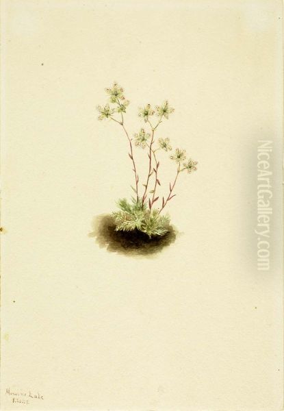 Spotted Saxifrage (Saxifraga bronchialis) Oil Painting by Mary Vaux Walcott