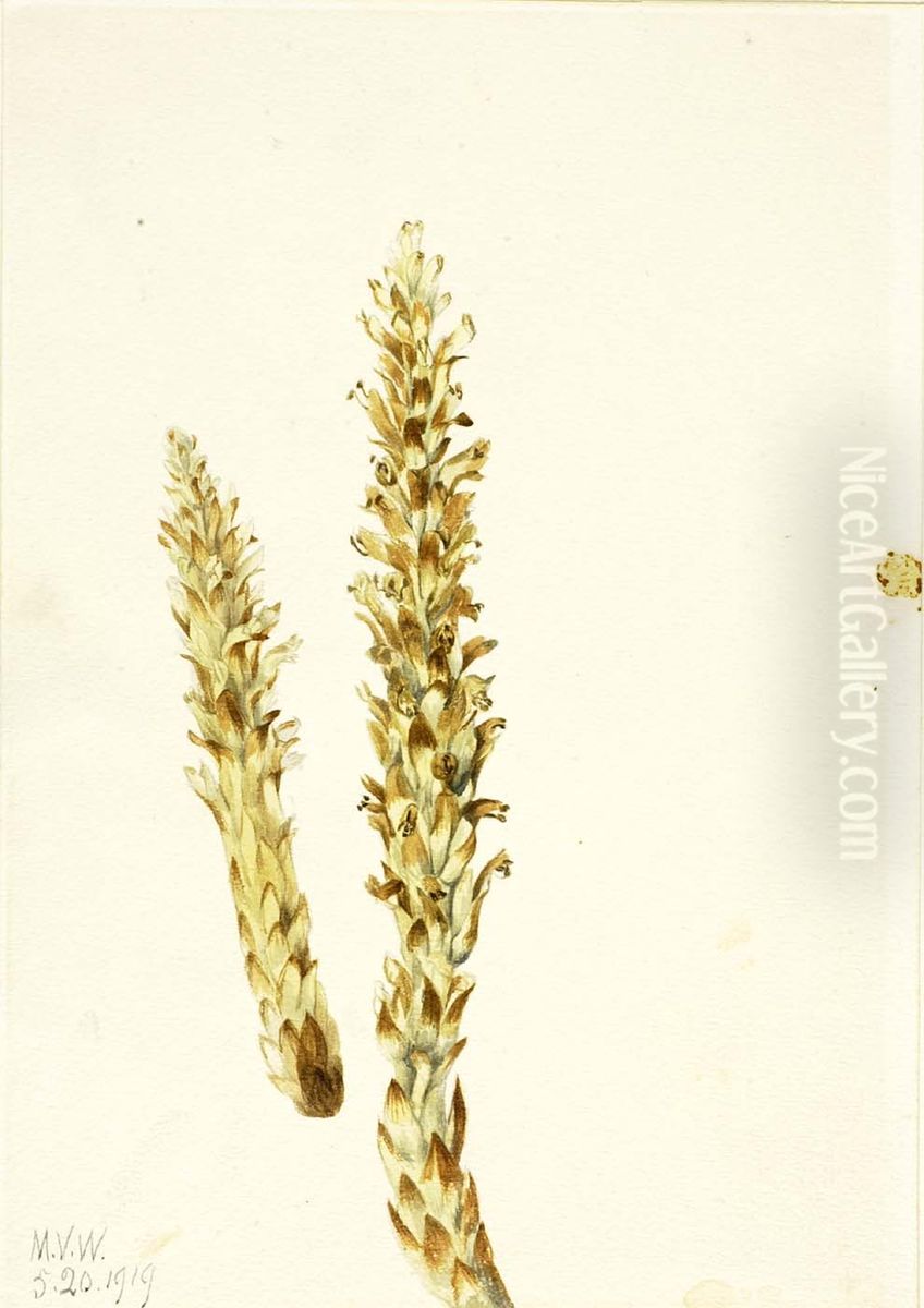 Squawroot (Conopholis americana) Oil Painting by Mary Vaux Walcott