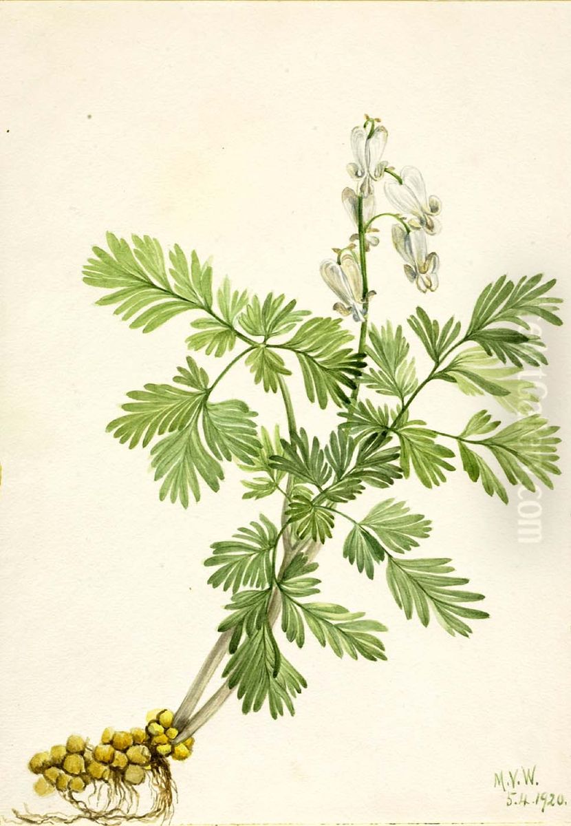 Squirrel Corn (Bikukulla canadensis) Oil Painting by Mary Vaux Walcott