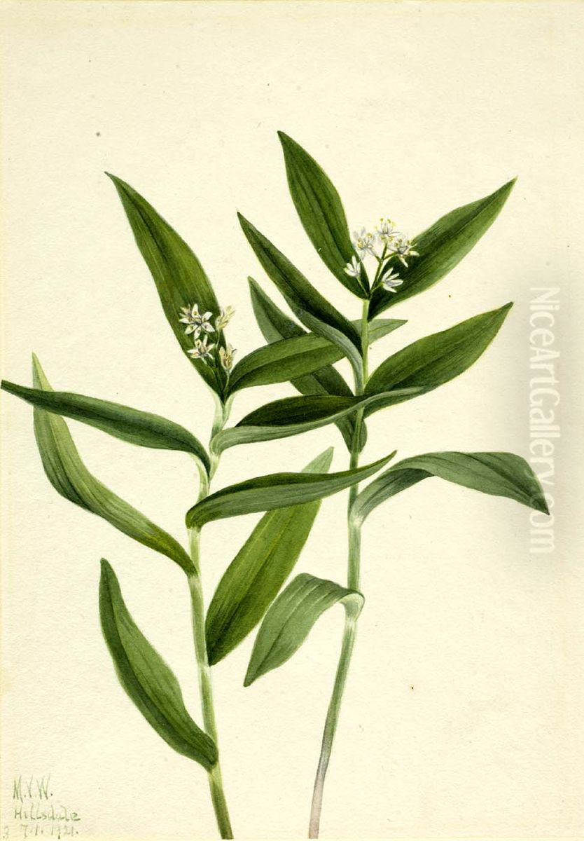 Star Solomonplume (Vagnera stellata) Oil Painting by Mary Vaux Walcott