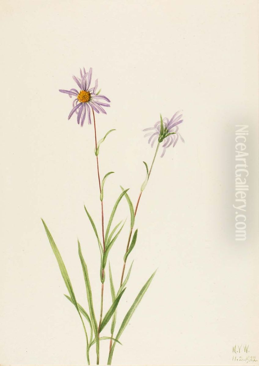 Swamp Aster (Aster paludosus) Oil Painting by Mary Vaux Walcott