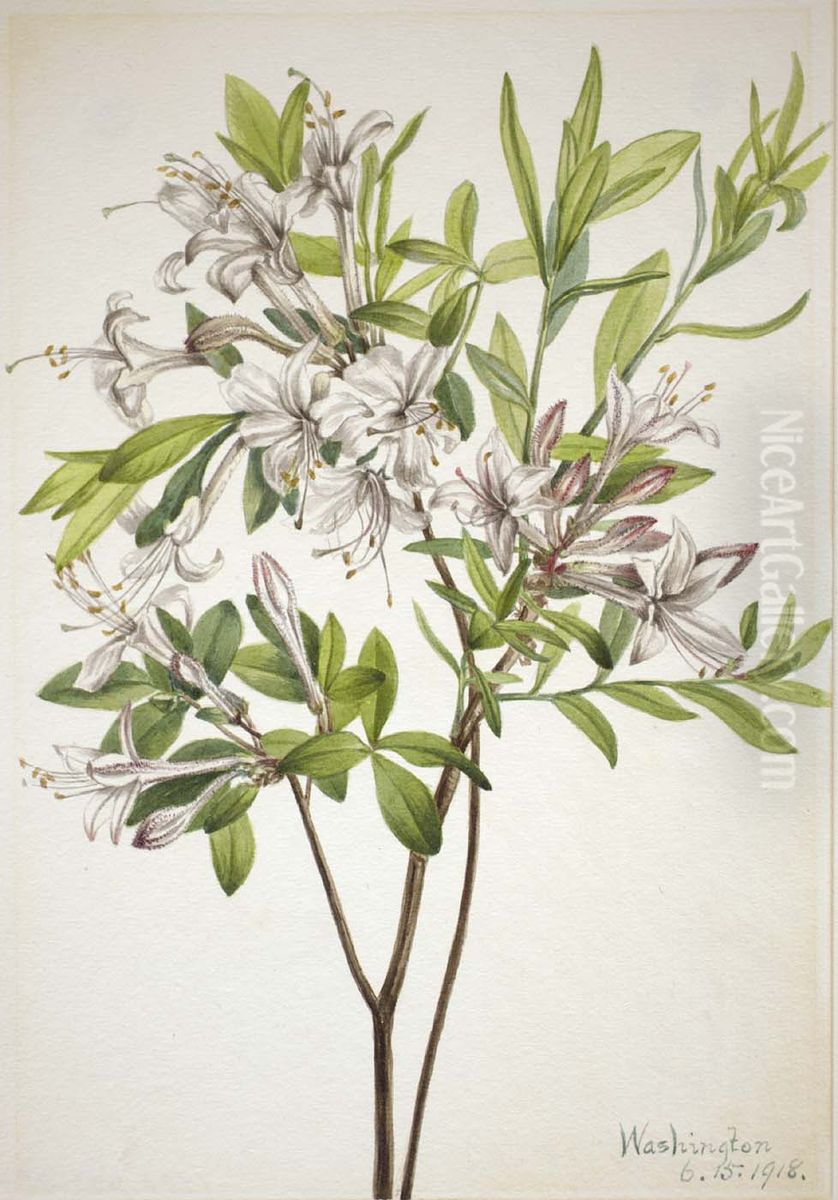 Swamp Azalea (Azalea viscosa) Oil Painting by Mary Vaux Walcott Swamp Azalea (Azalea viscosa) Oil Painting by Mary Vaux Walcott