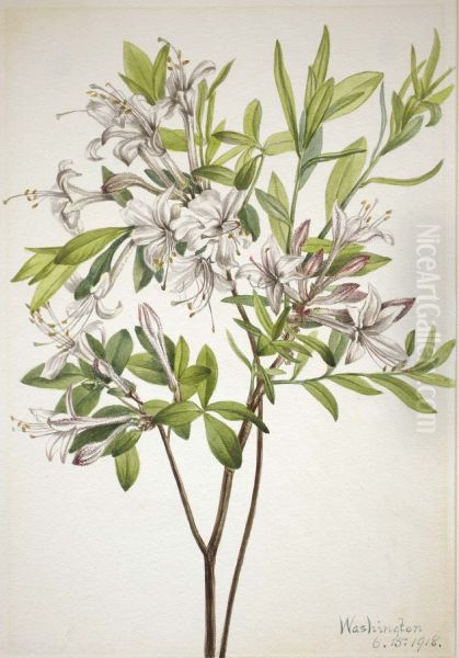 Swamp Azalea (Azalea viscosa) Oil Painting by Mary Vaux Walcott