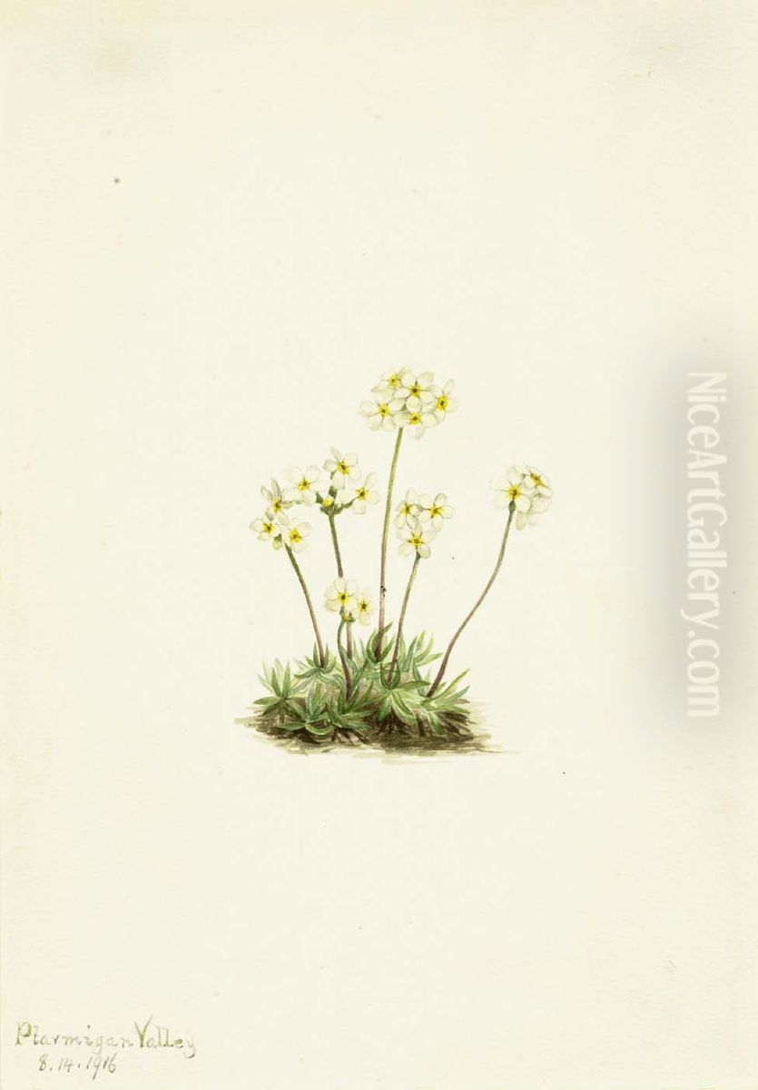 Sweet Androsace (Androsace carinata) Oil Painting by Mary Vaux Walcott