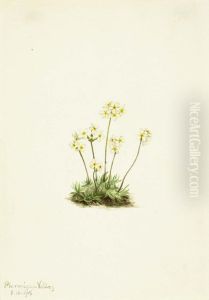 Sweet Androsace (Androsace carinata)