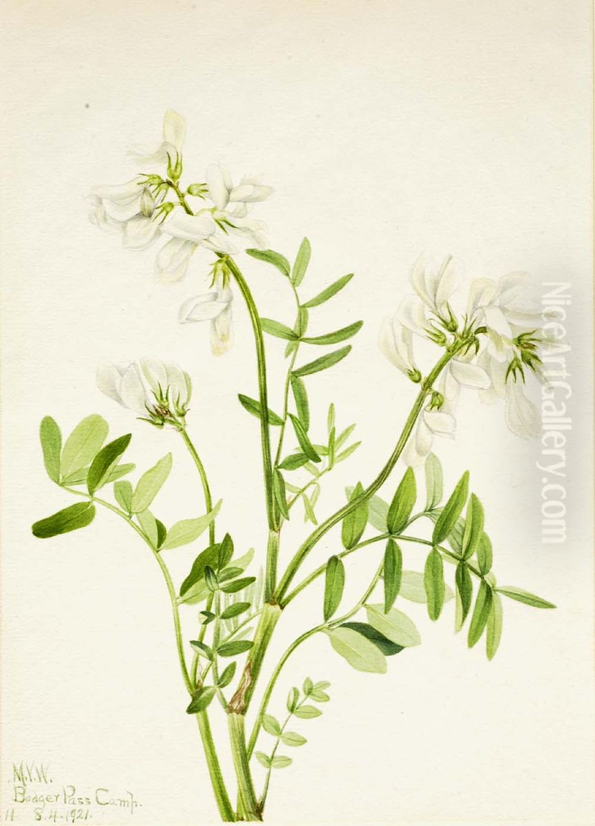 Sweetvetch (Hedysarum mackenzii) Oil Painting by Mary Vaux Walcott