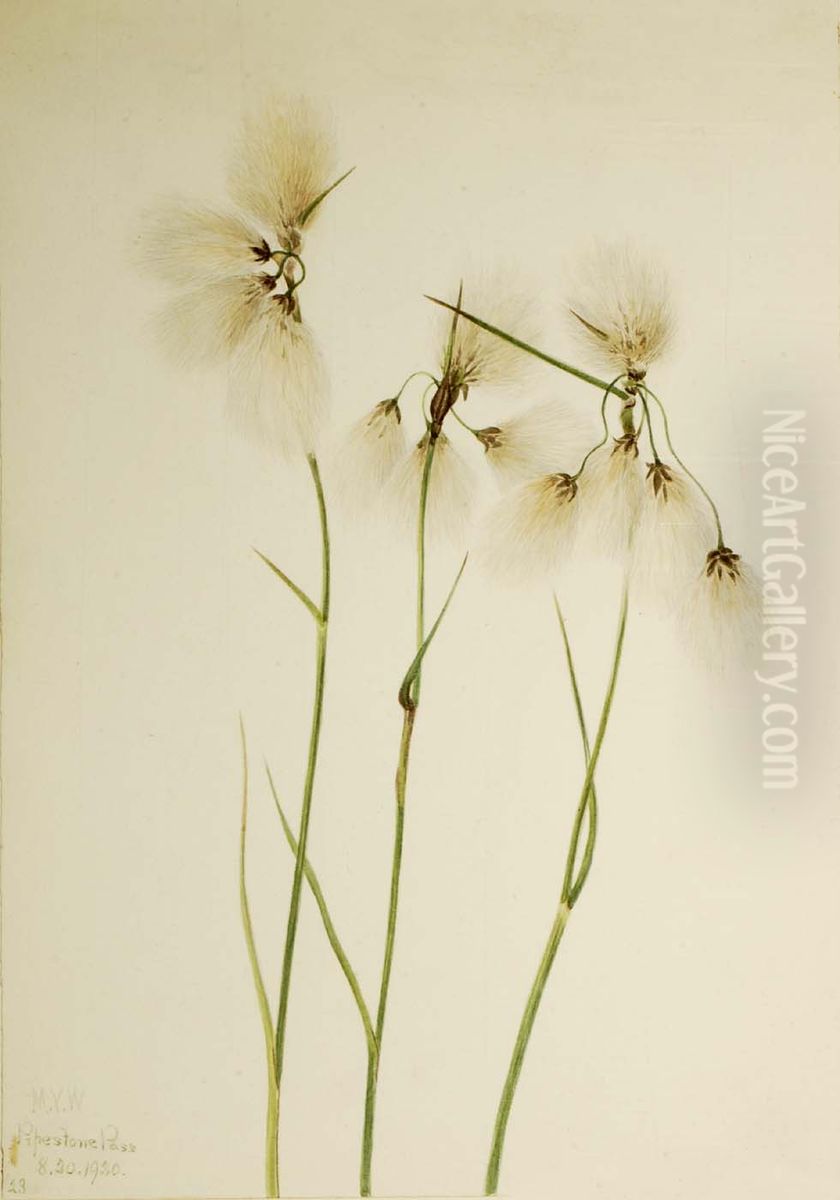 Tassel Cottongrass (Eriophorum angustifolium) Oil Painting by Mary Vaux Walcott