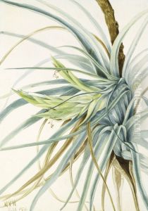 Wild Pineapple (Tillandsia fasciculata)