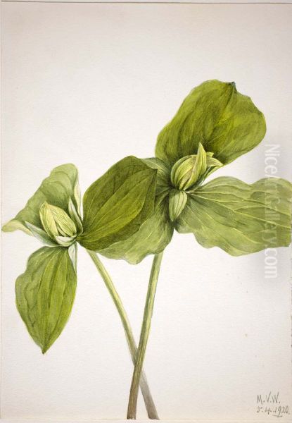 Toad Trillium (Trillium sessile) Oil Painting by Mary Vaux Walcott
