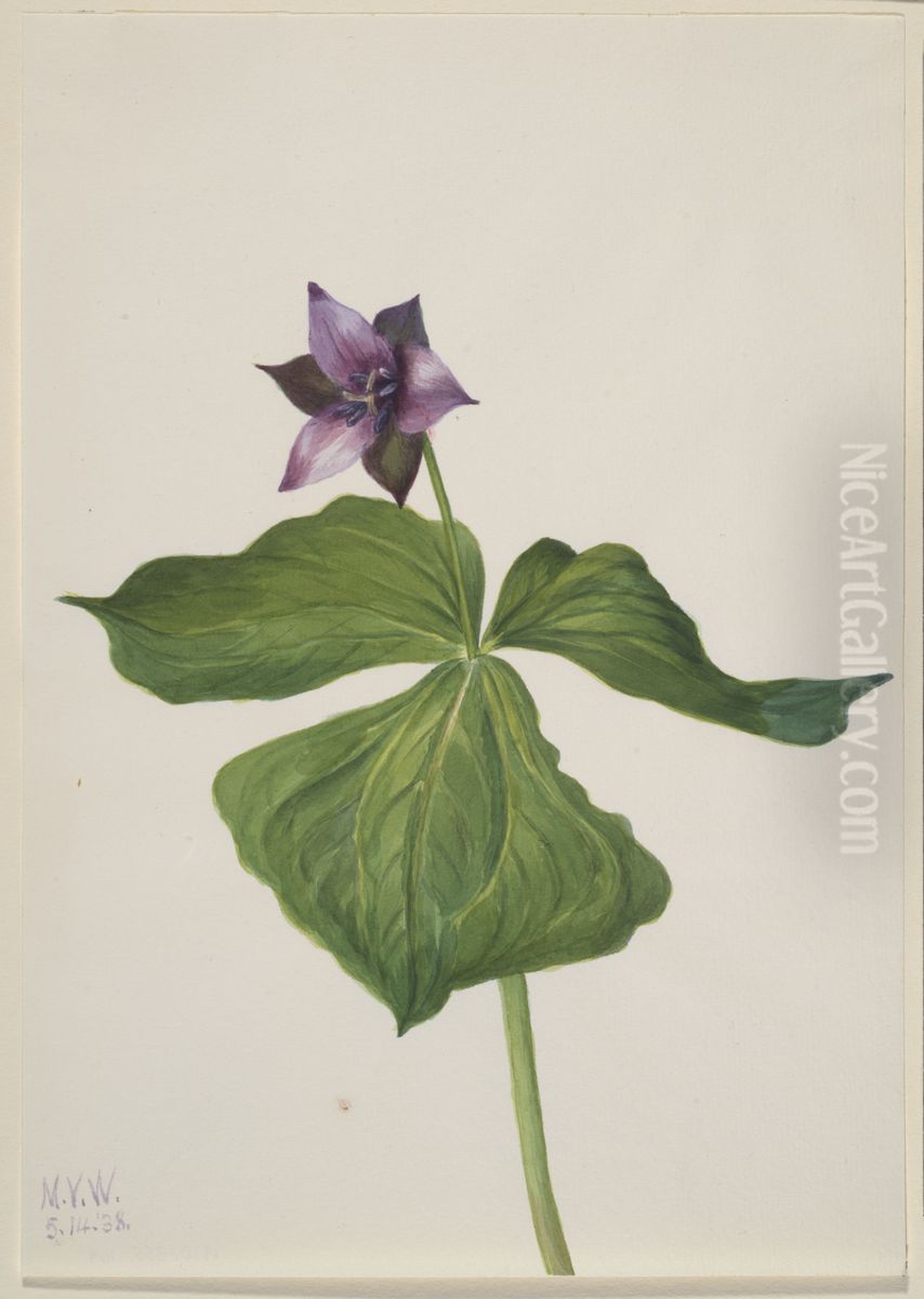 Trillium erectum Oil Painting by Mary Vaux Walcott
