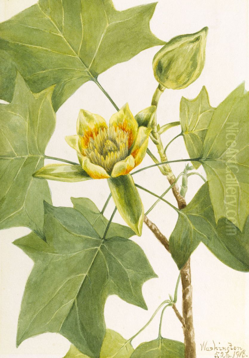 Tuliptree (Liriodendron tulipifera) Oil Painting by Mary Vaux Walcott
