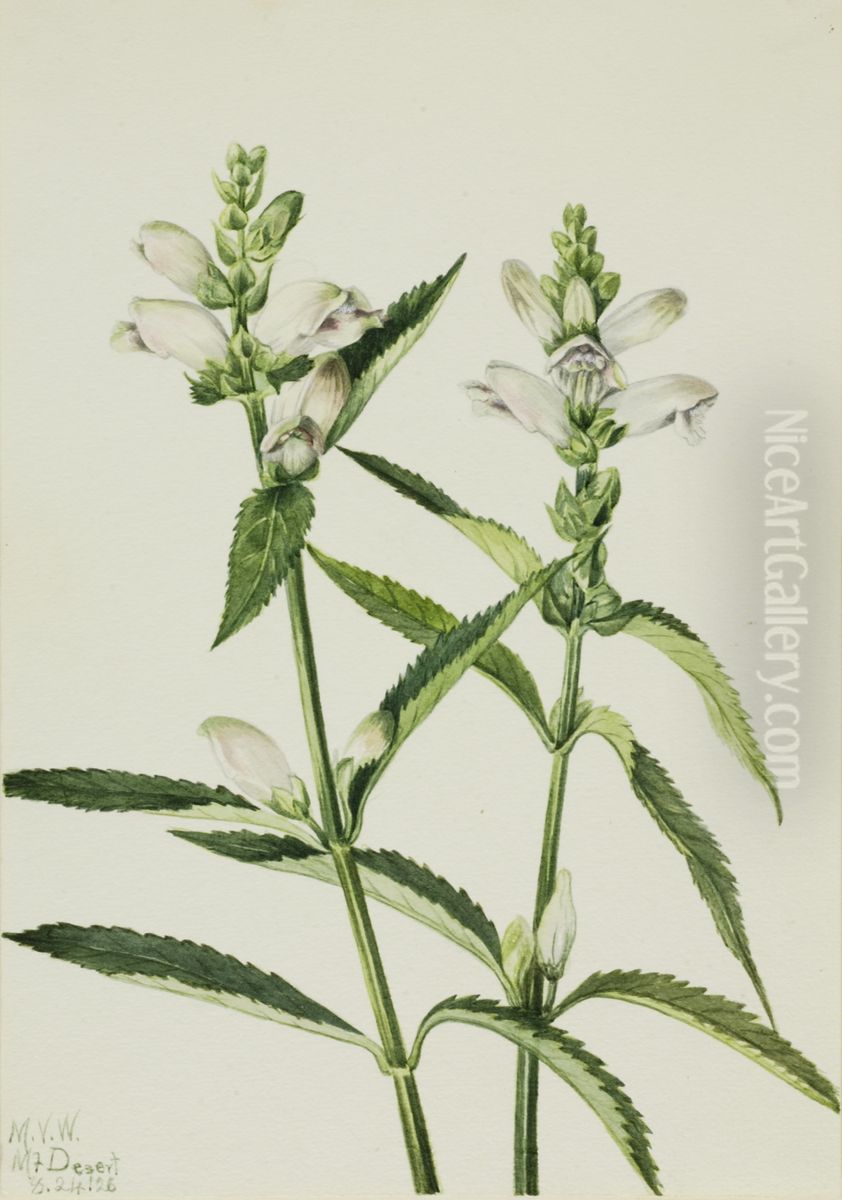 Turtlehead (Chelone glabra) Oil Painting by Mary Vaux Walcott