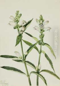 Turtlehead (Chelone glabra)