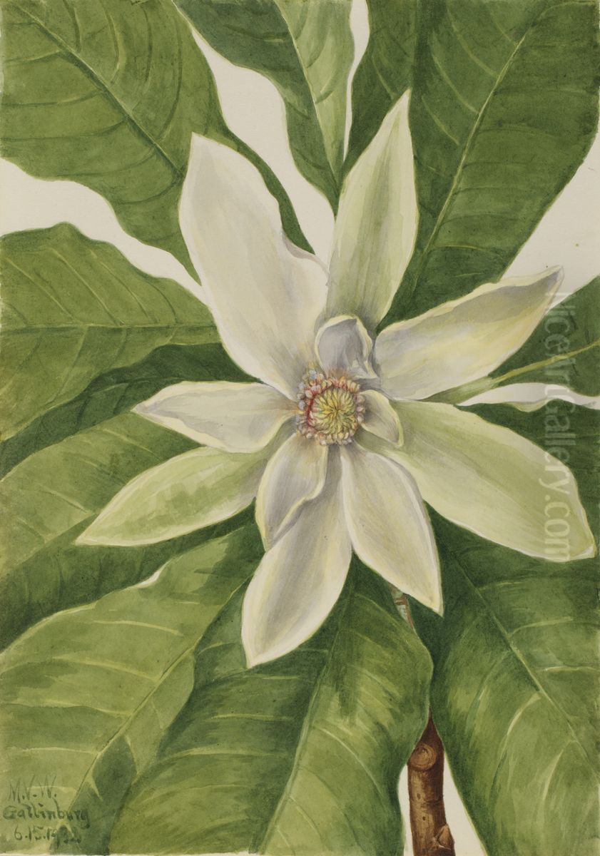 Umbrella Tree (Magnolia tripetala) Oil Painting by Mary Vaux Walcott