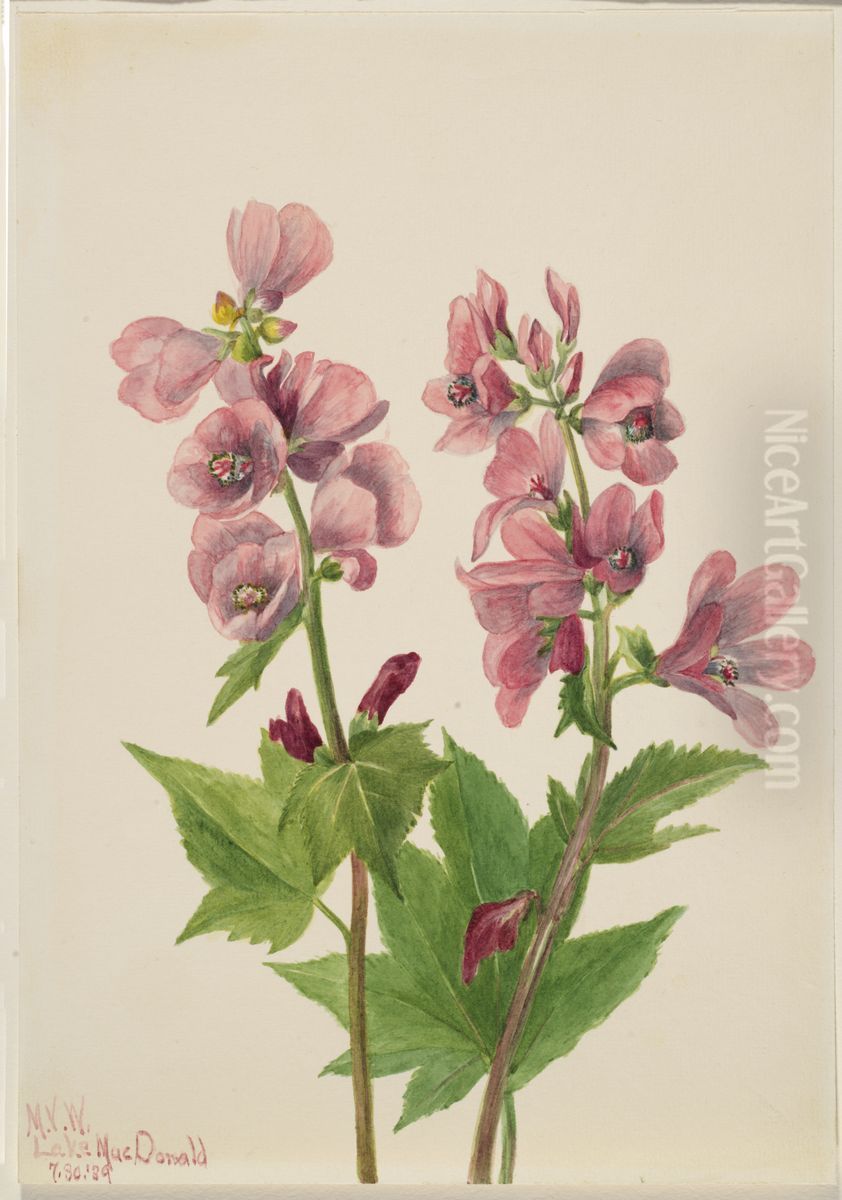Untitled--Plant Study Oil Painting by Mary Vaux Walcott