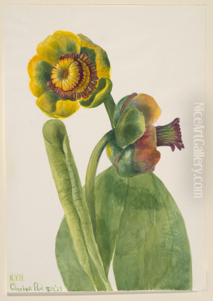 Untitled--Plant Study Oil Painting by Mary Vaux Walcott