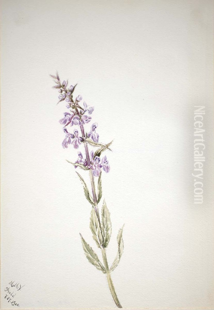 Untitled--Flower Study Oil Painting by Mary Vaux Walcott