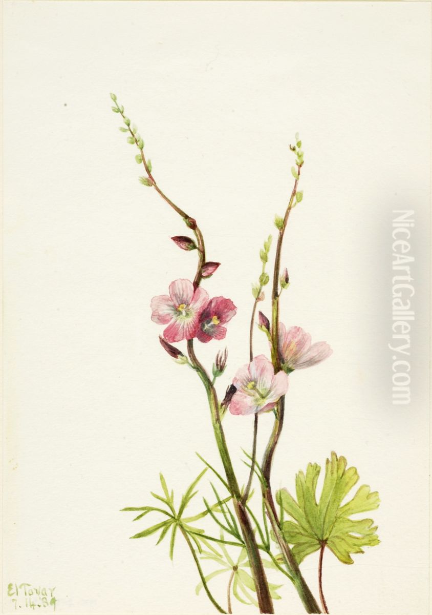 Untitled (Flower Study Oil Painting by Mary Vaux Walcott