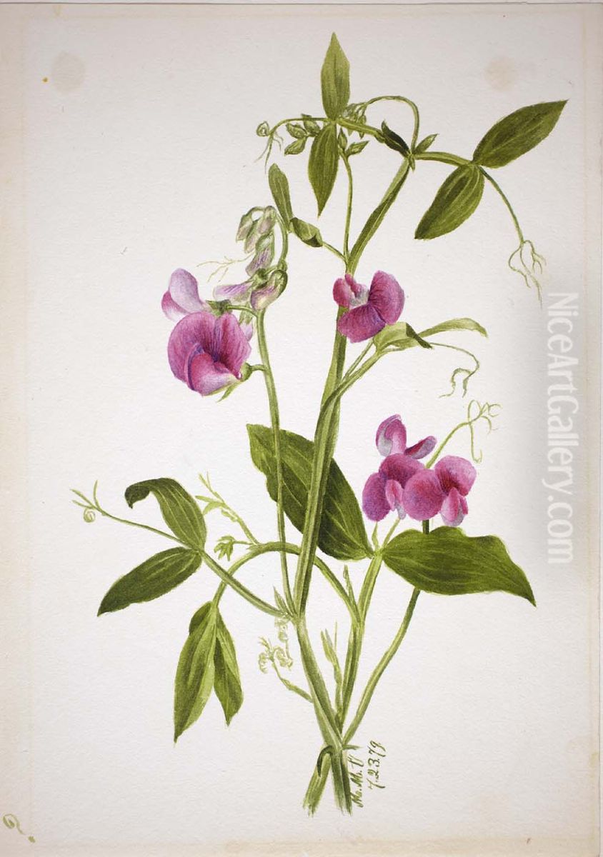 (Untitled--Flower Study) Oil Painting by Mary Vaux Walcott