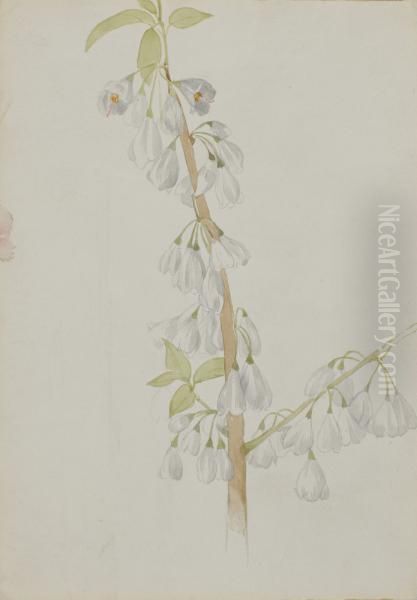 (Untitled--Flower Study) Oil Painting by Mary Vaux Walcott