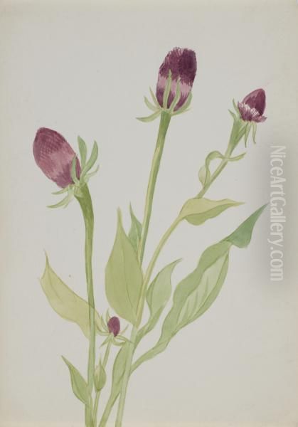 (Untitled--Flower Study) 1970.355.742_2 Oil Painting by Mary Vaux Walcott