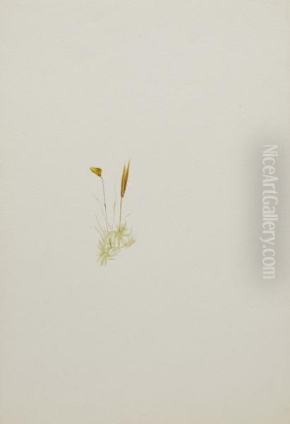 (Untitled--Flower Study) 1970.355.744_1 Oil Painting by Mary Vaux Walcott