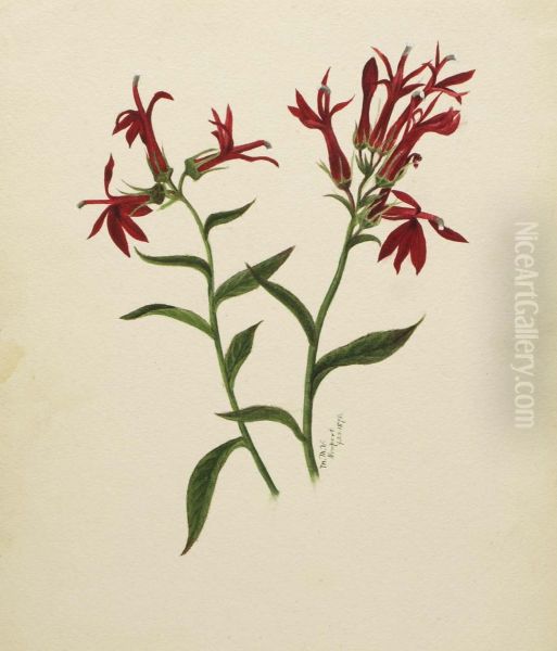 (Untitled--Flower Study) Oil Painting by Mary Vaux Walcott