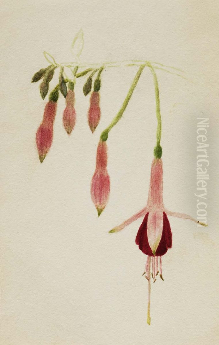 (Untitled--Flower Study) Oil Painting by Mary Vaux Walcott