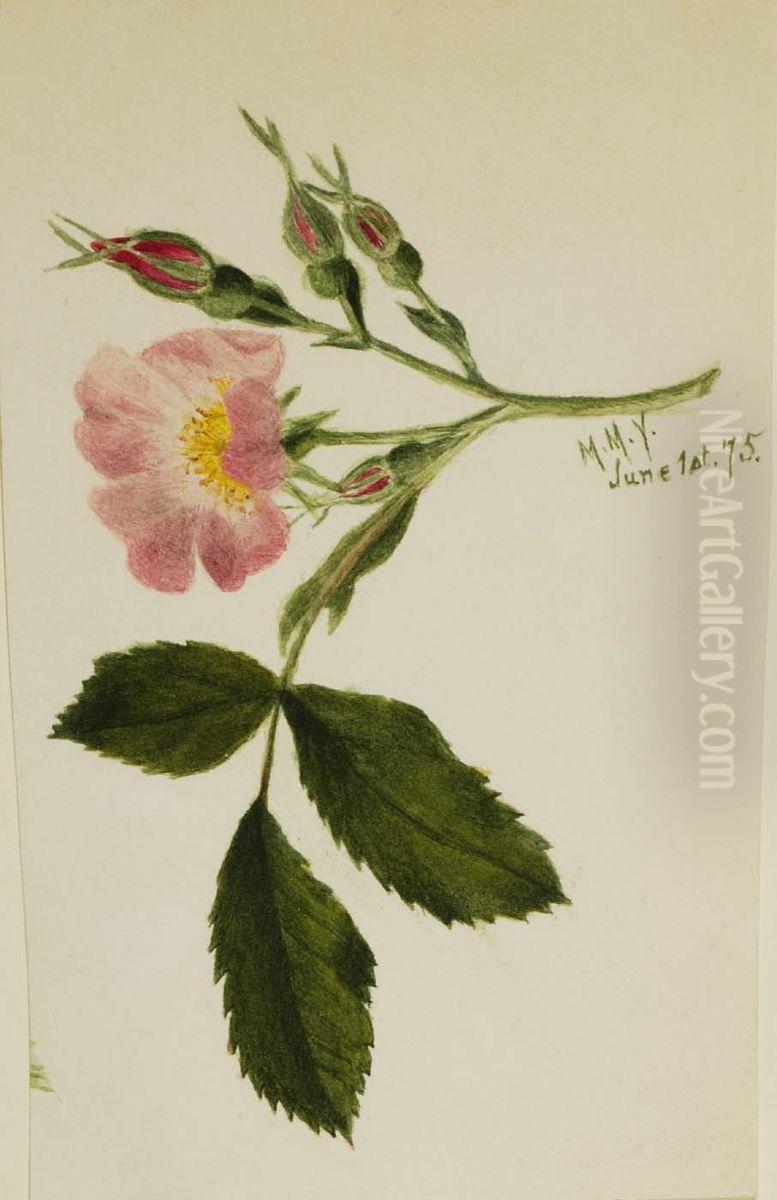 Pink Rose Oil Painting by Mary Vaux Walcott