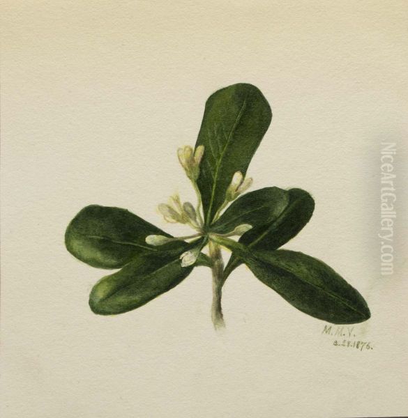 (Untitled--Flower Study) Oil Painting by Mary Vaux Walcott