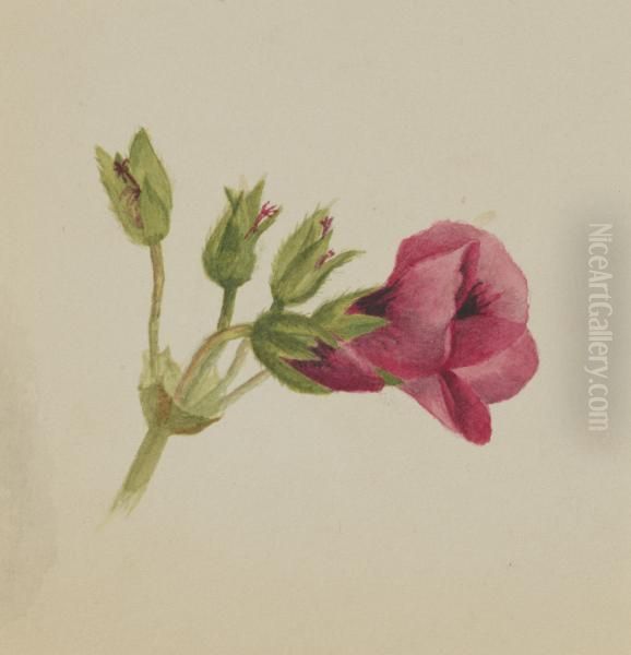 (Untitled--Flower Study) 1970.355.799_2 Oil Painting by Mary Vaux Walcott