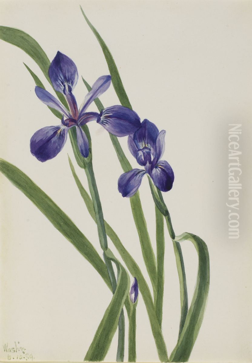 Iris (Iris species) Oil Painting by Mary Vaux Walcott