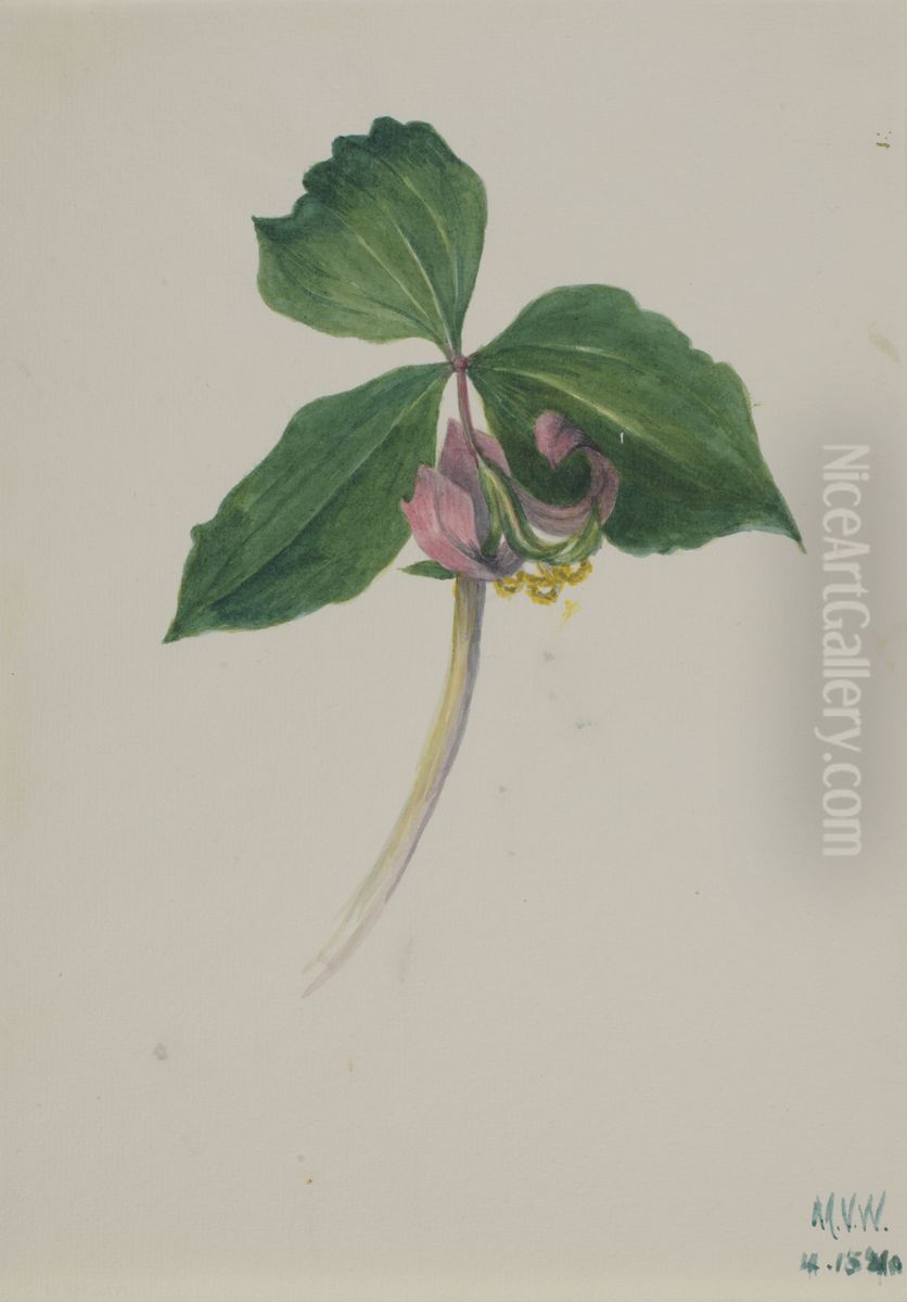 Untitled Oil Painting by Mary Vaux Walcott